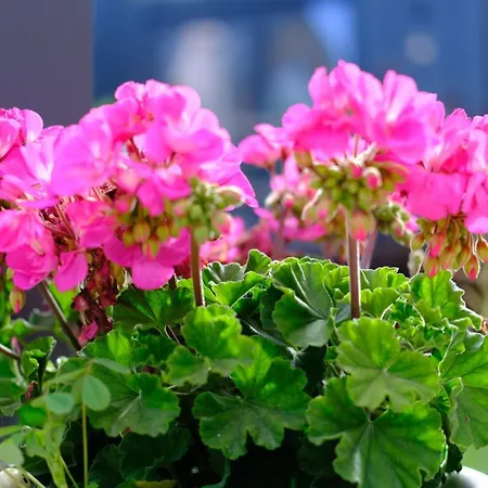 Camping Efe Tiny House